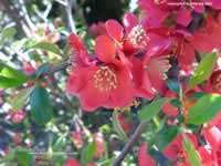 sfondo per il desktop con rosa gialla