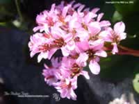 wallpaper with real flowers