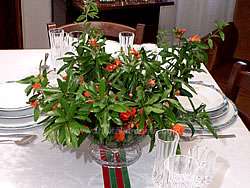 Centrotavola con fiori di melograno su tovaglia bianca