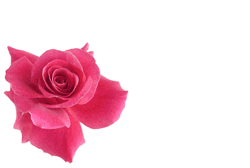 modello di bigliettino di invito (con rosa) per occasioni, anniversari e festeggiamenti