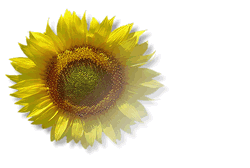 modello di biglietto con girasole per feste in estate