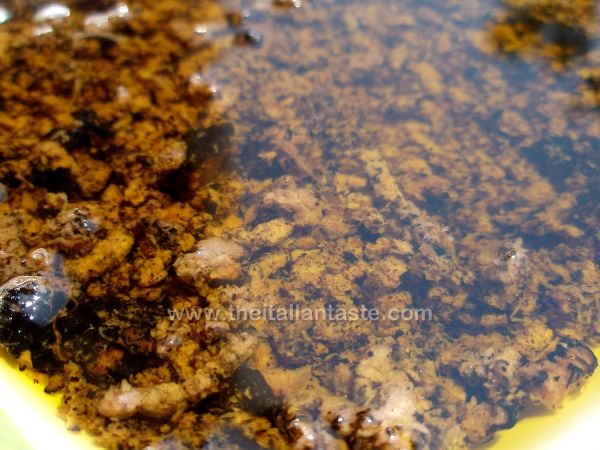 Black truffle sauce